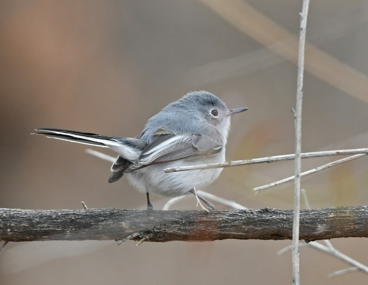 Blue-gray Gnatcatcher - ML404277961