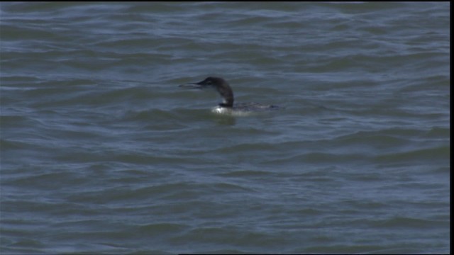 Common Loon - ML404278