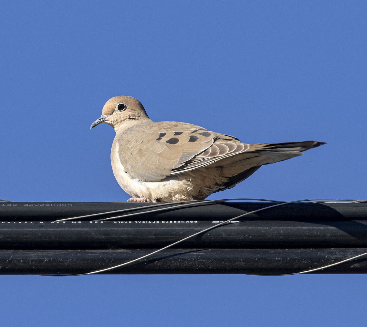 Mourning Dove - Jason Lott