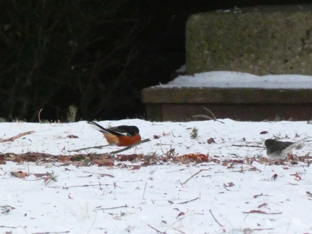 Spotted x Eastern Towhee (hybrid) - ML404279271
