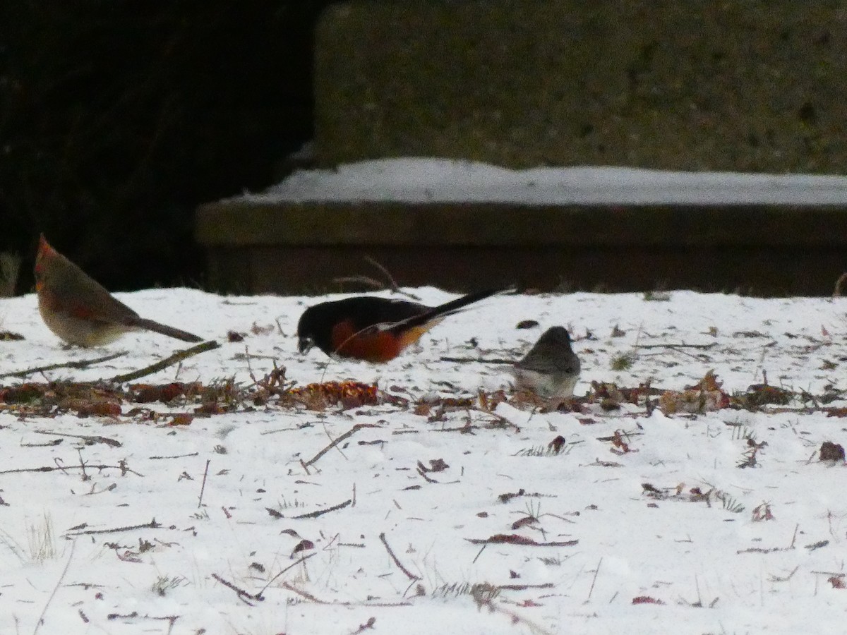 Spotted x Eastern Towhee (hybrid) - ML404279281