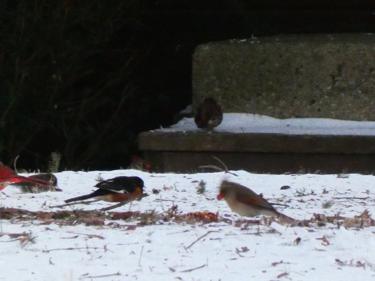 Spotted x Eastern Towhee (hybrid) - ML404279301