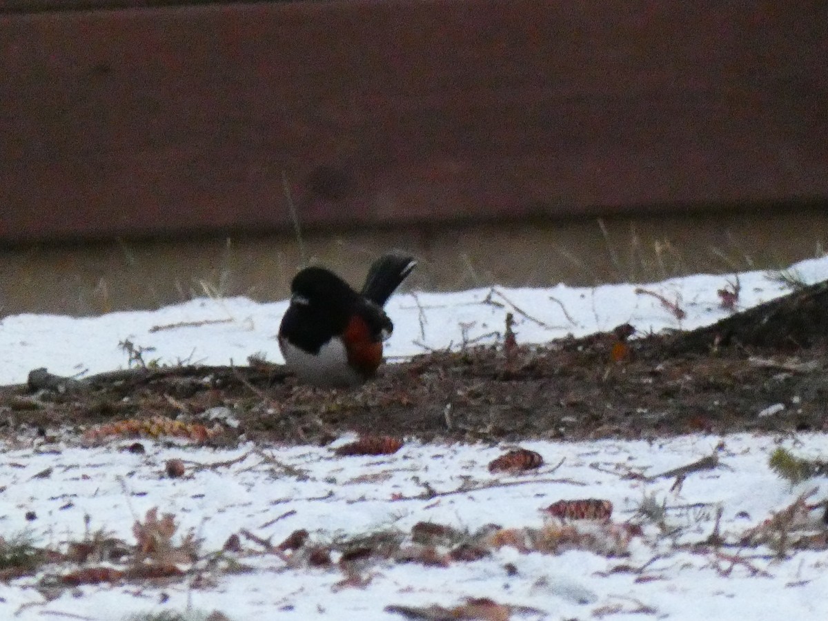 Spotted x Eastern Towhee (hybrid) - ML404279341