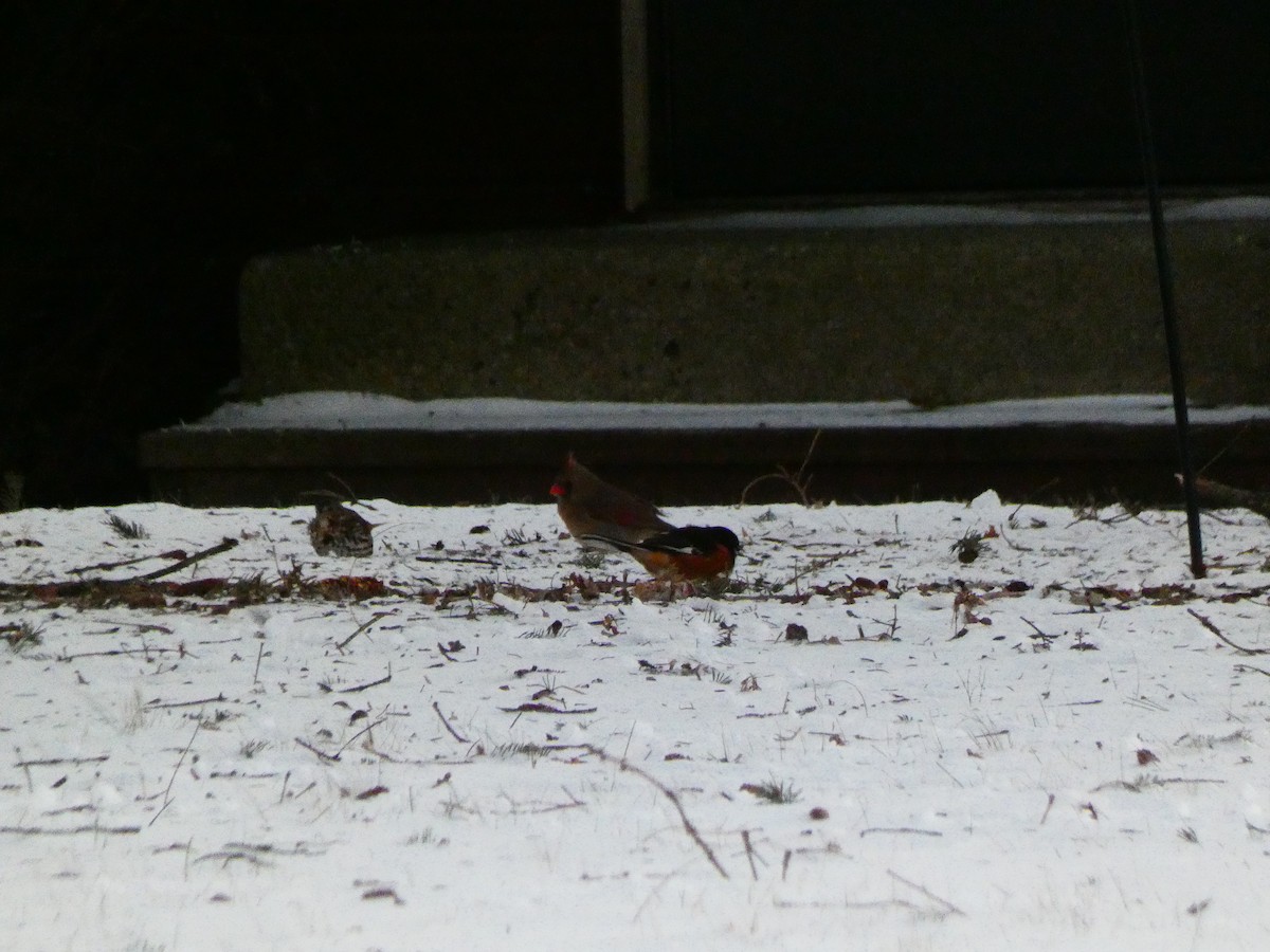 Spotted x Eastern Towhee (hybrid) - ML404279371