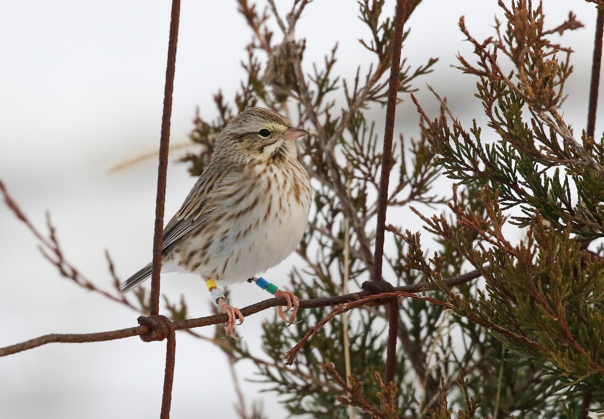 Savannah Sparrow (Ipswich) - ML404280461