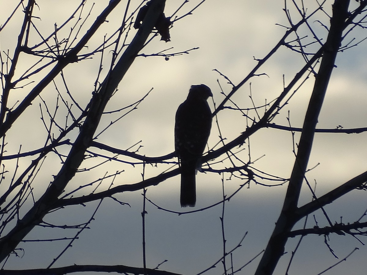 Cooper's Hawk - ML404280611