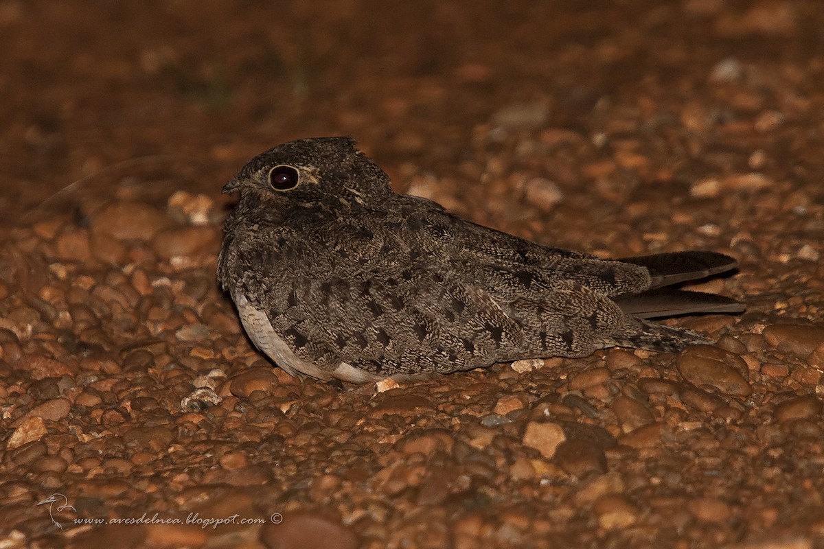 Nacunda Nighthawk - ML40428081