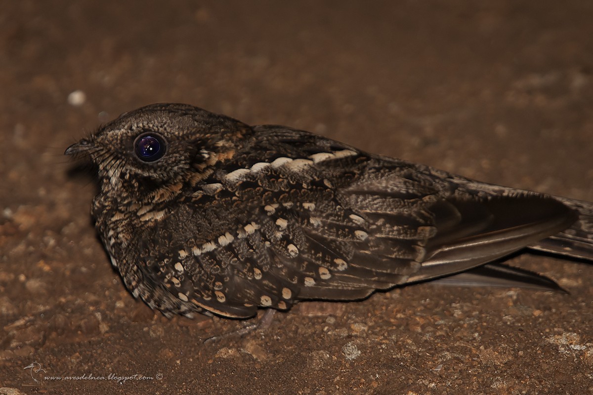 Little Nightjar - ML40428091