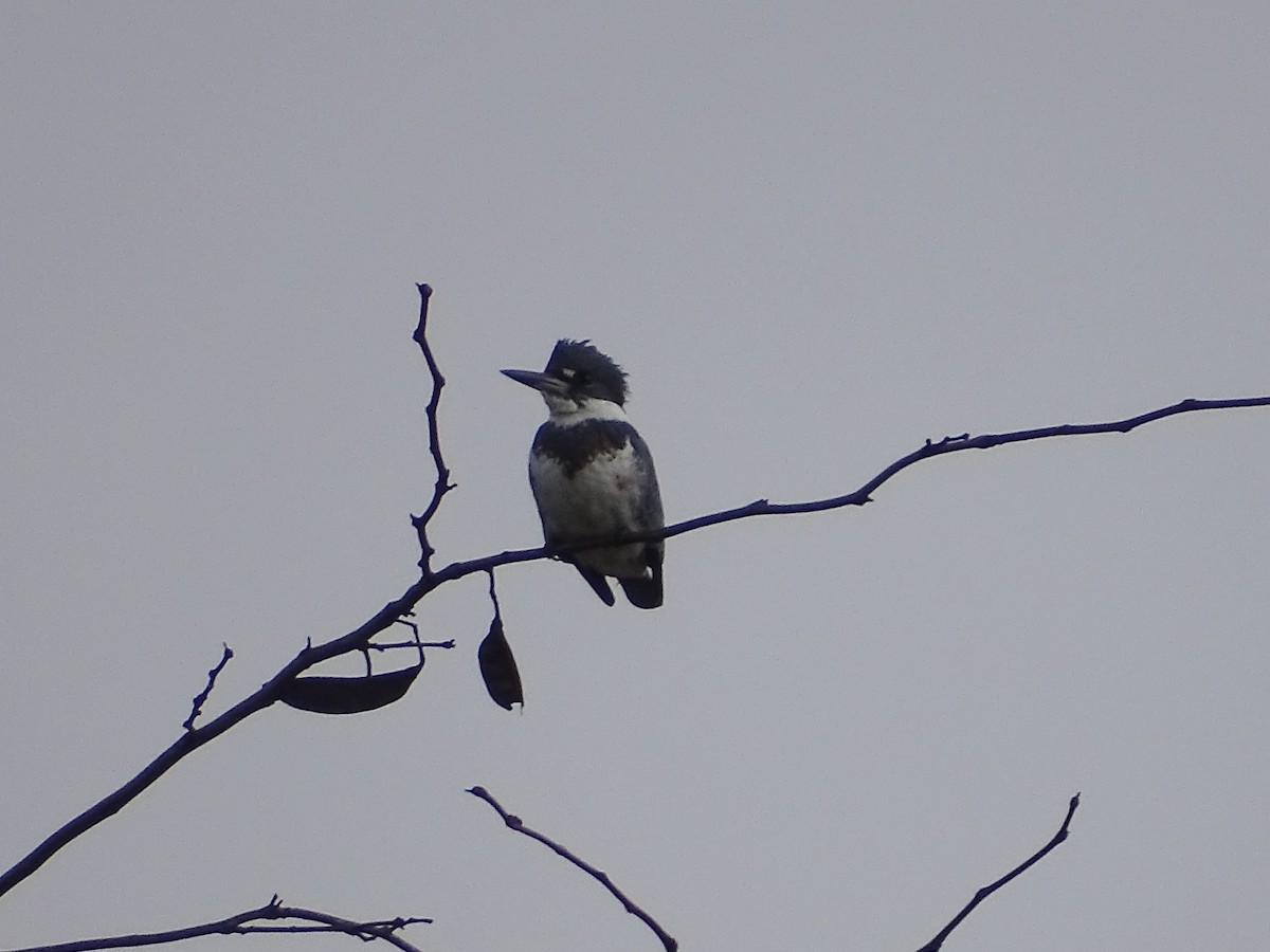 Belted Kingfisher - Jeffrey Roth