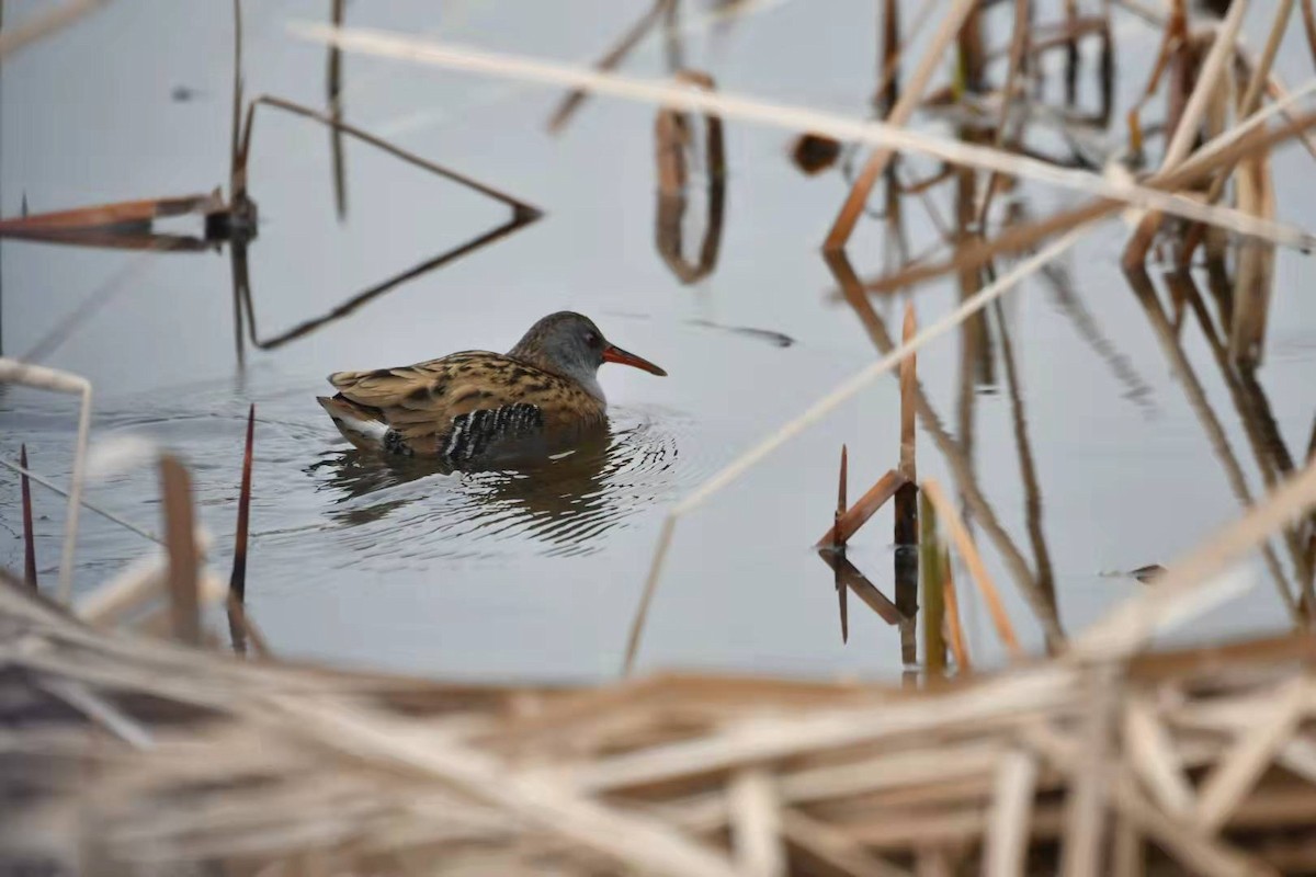Water Rail - ML404285091