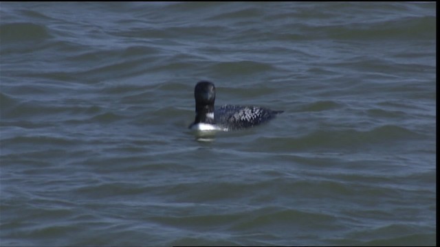 Common Loon - ML404286