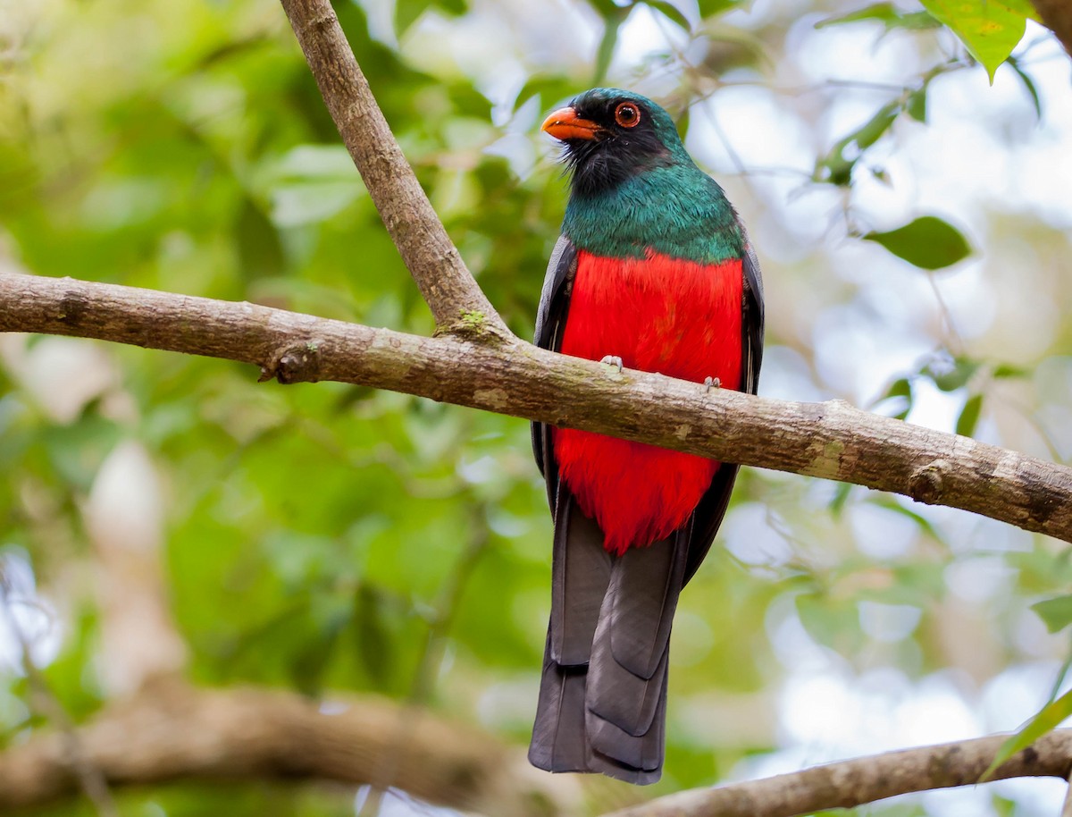 Slaty-tailed Trogon - ML404286191