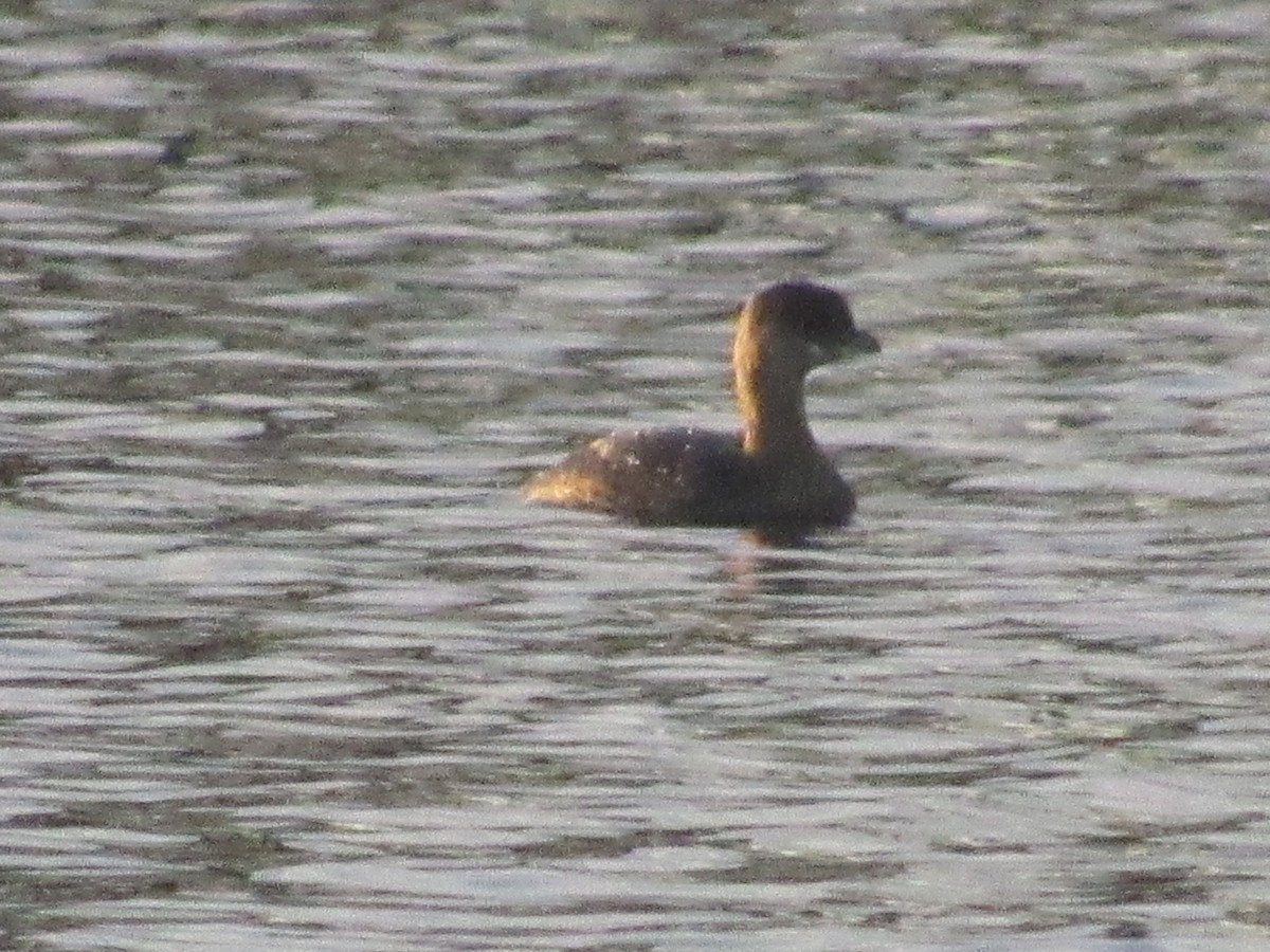 Pied-billed Grebe - Caleb Bronsink