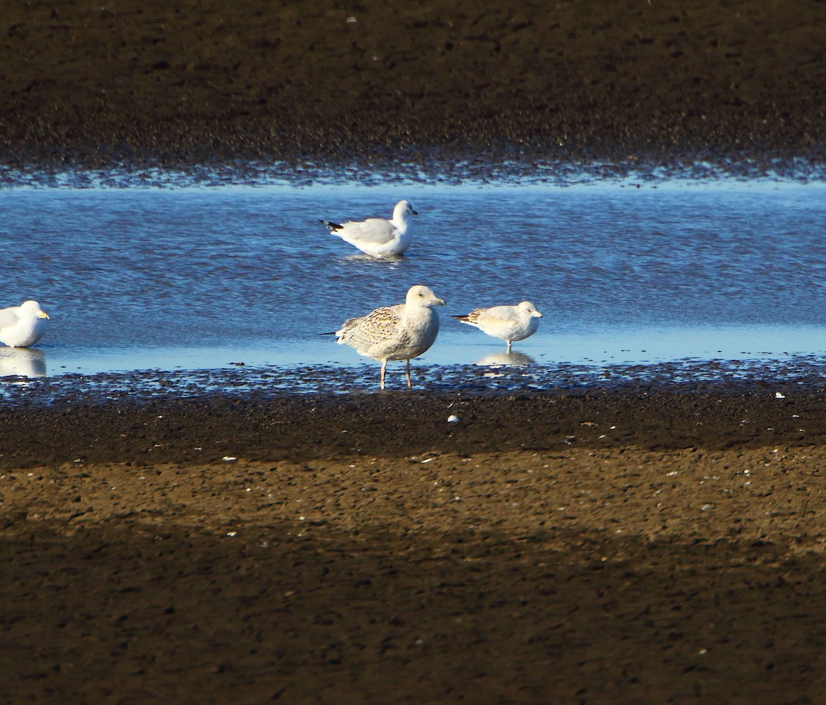 Great Black-backed Gull - ML404287731