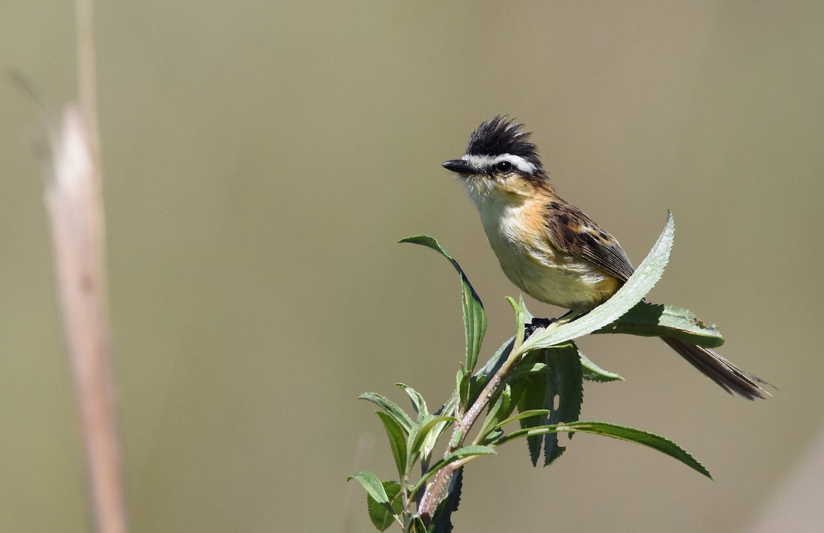 Sharp-tailed Tyrant - Sergio  Saldaña