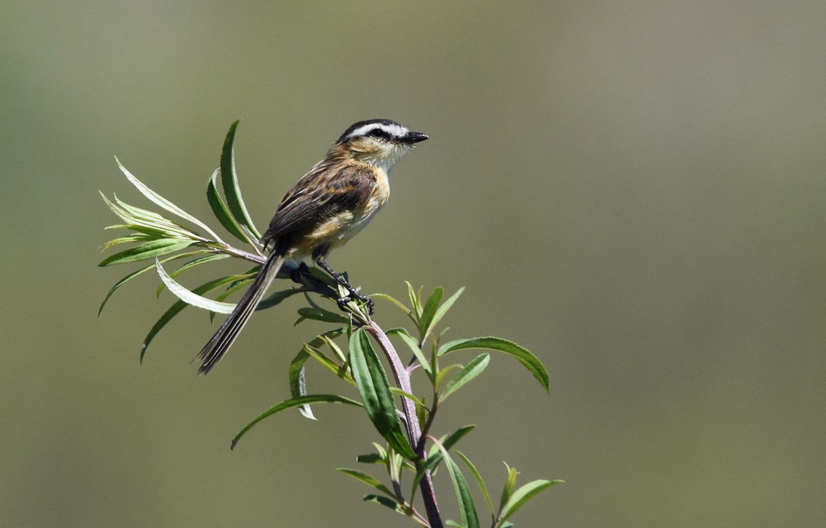 Sharp-tailed Tyrant - Sergio  Saldaña