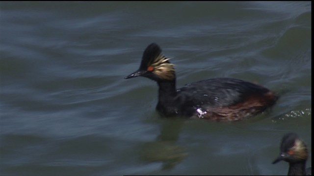 Eared Grebe - ML404290