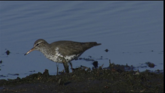 Spotted Sandpiper - ML404291