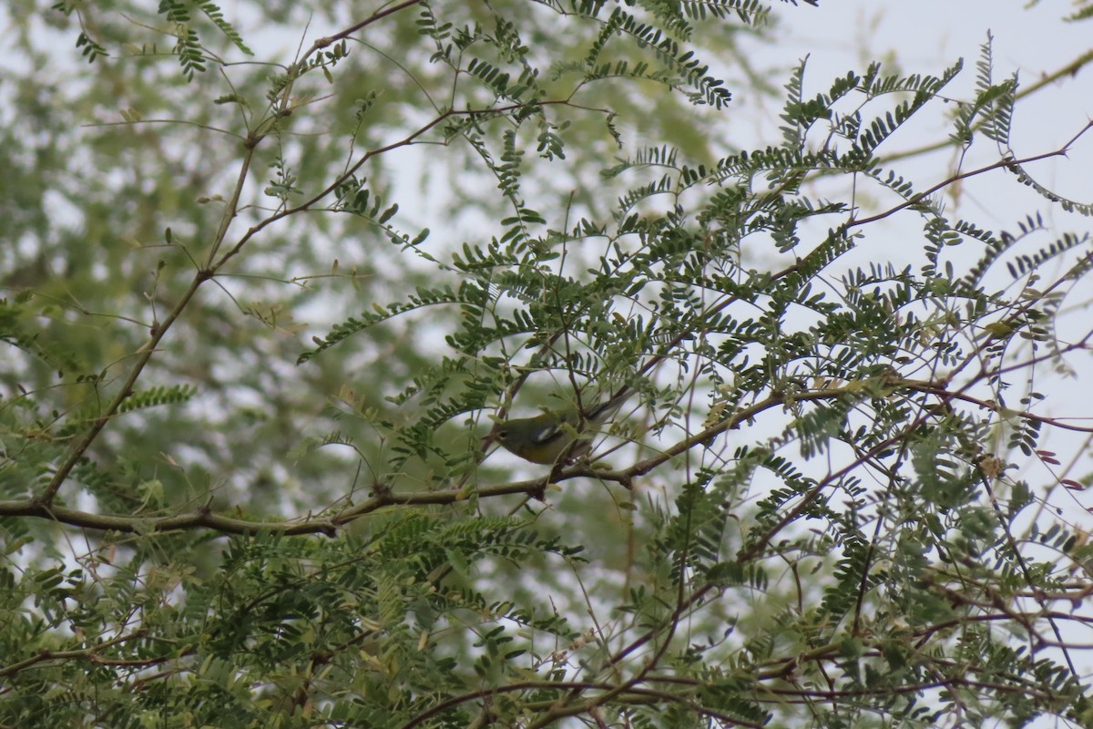 Northern Parula - ML404291201