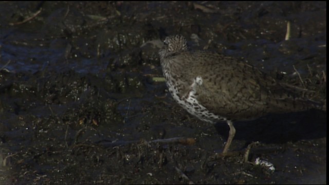 Spotted Sandpiper - ML404293