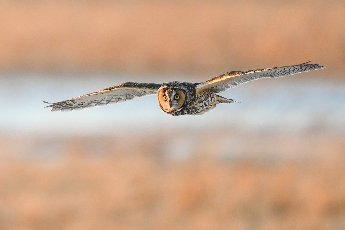 Long-eared Owl - ML404296311