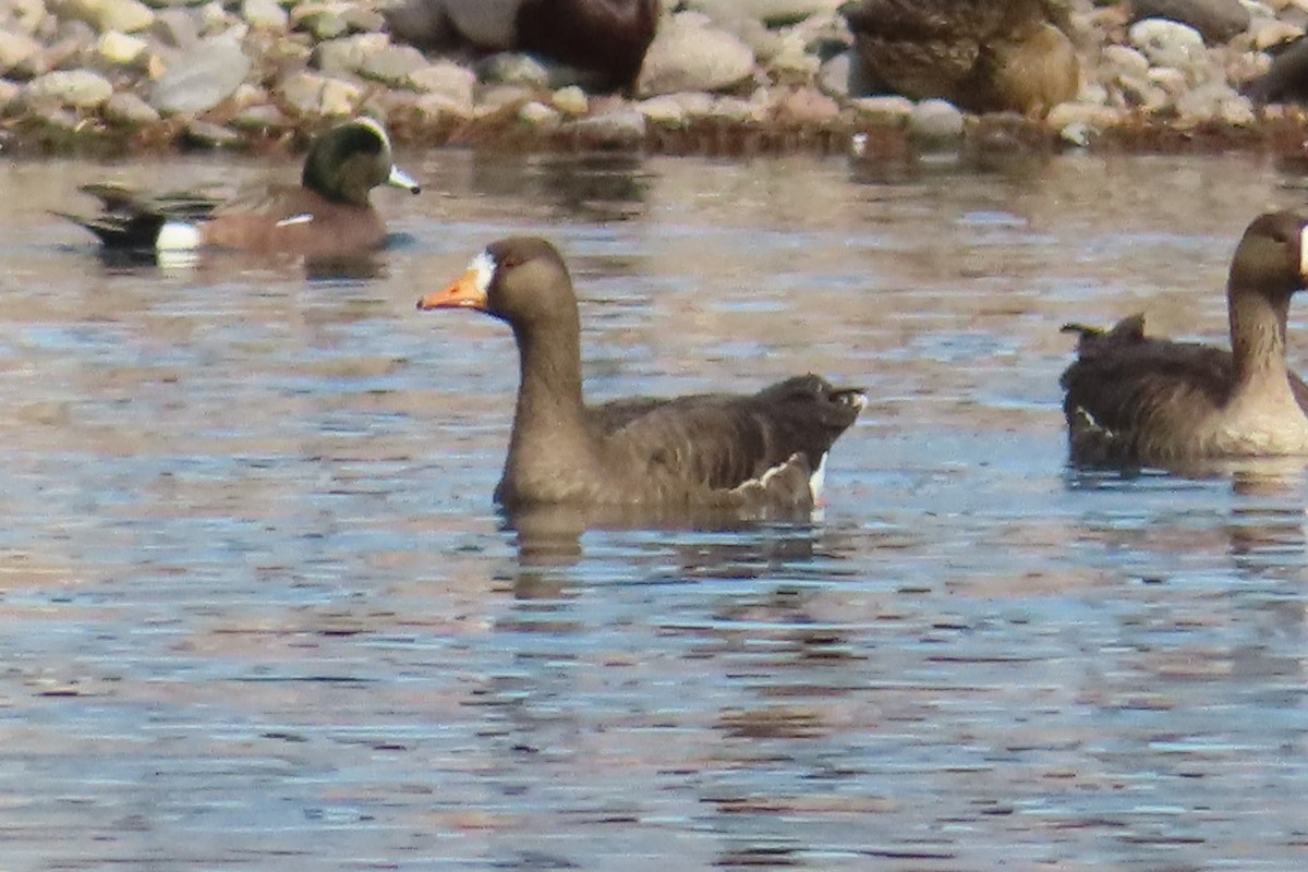 Greater White-fronted Goose - ML404296631