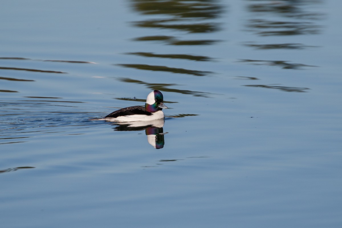 Bufflehead - ML404297581