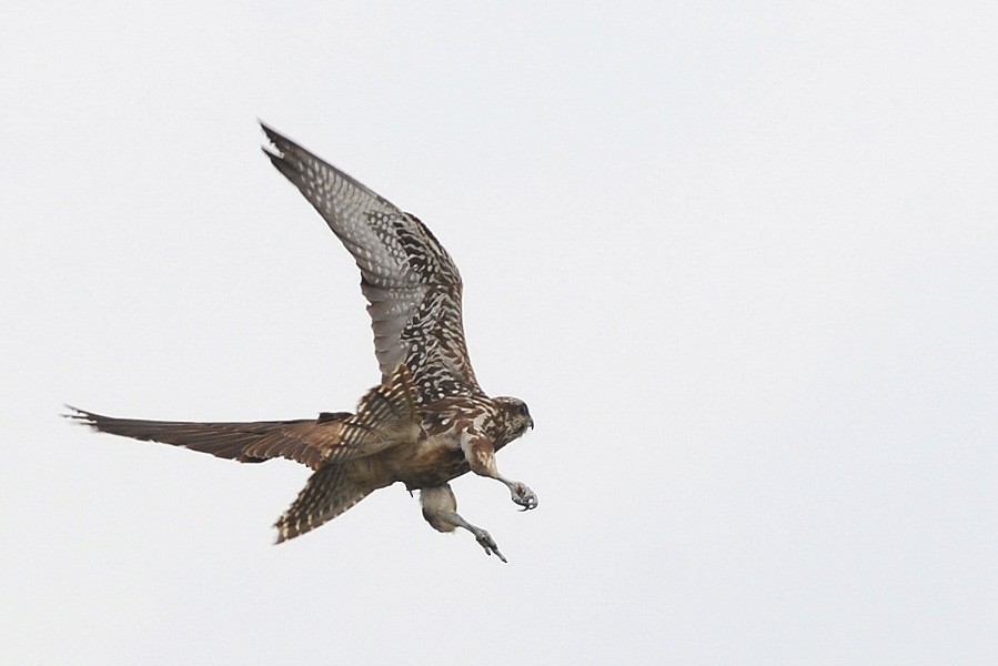 Saker Falcon - ML404297831