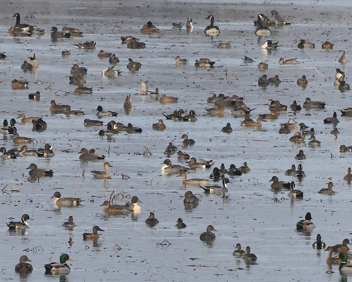 American Wigeon - Ted Wolff