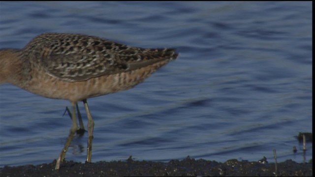 Short-billed Dowitcher - ML404300