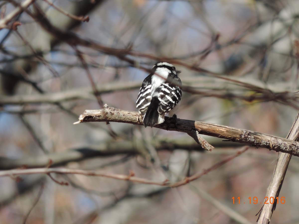 Downy Woodpecker - ML40430081