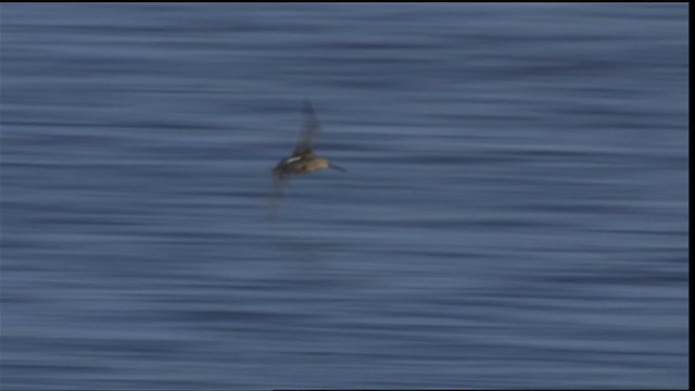 Short-billed Dowitcher - ML404301