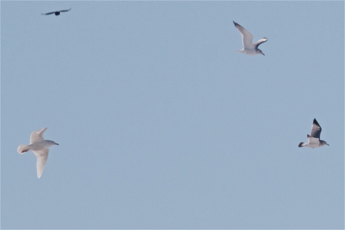 Glaucous Gull - Jack & Holly Bartholmai