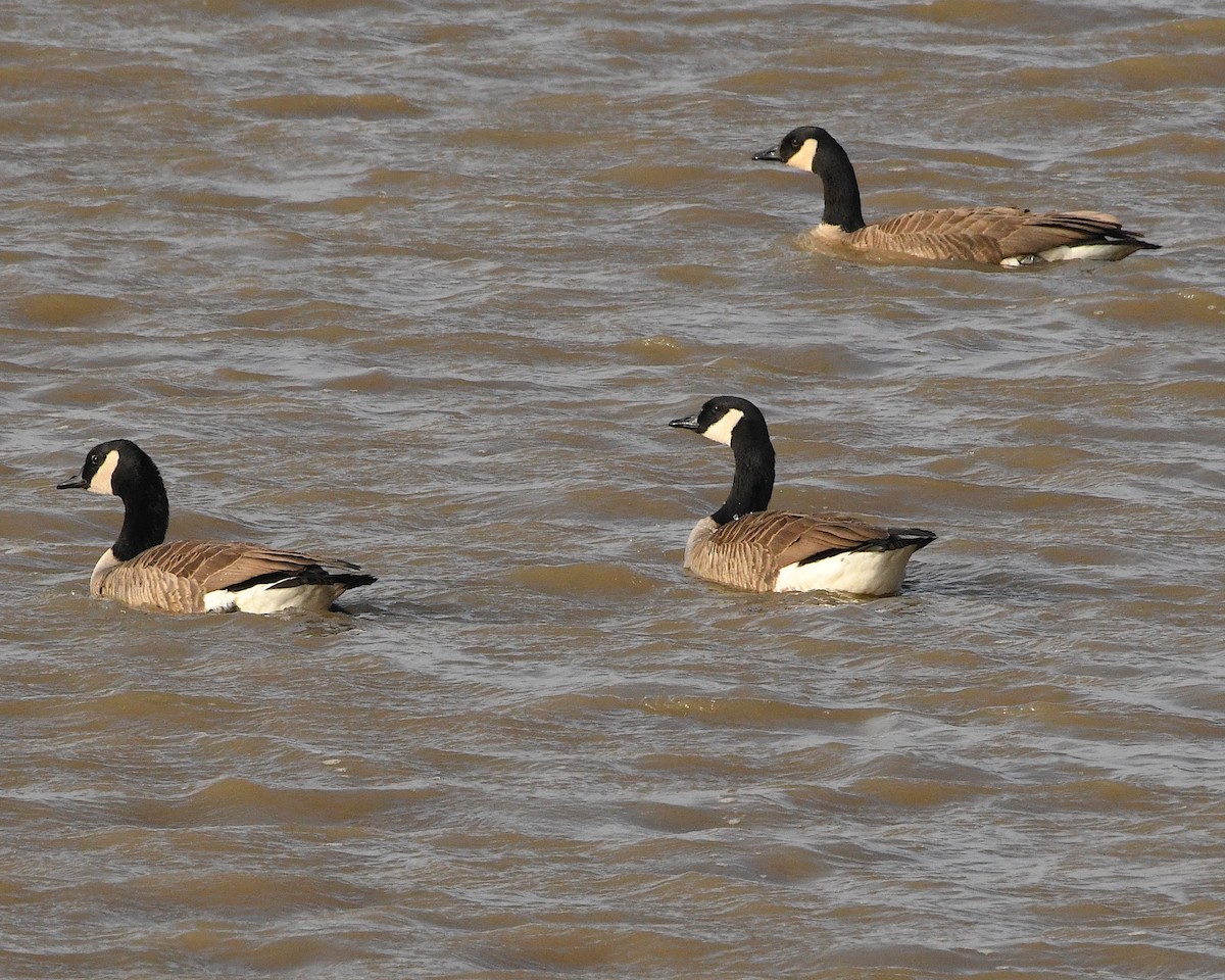 Canada Goose - ML404301851