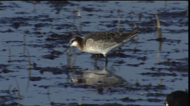 Wilson's Phalarope - ML404302