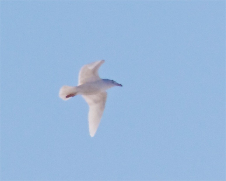 Glaucous Gull - Jack & Holly Bartholmai