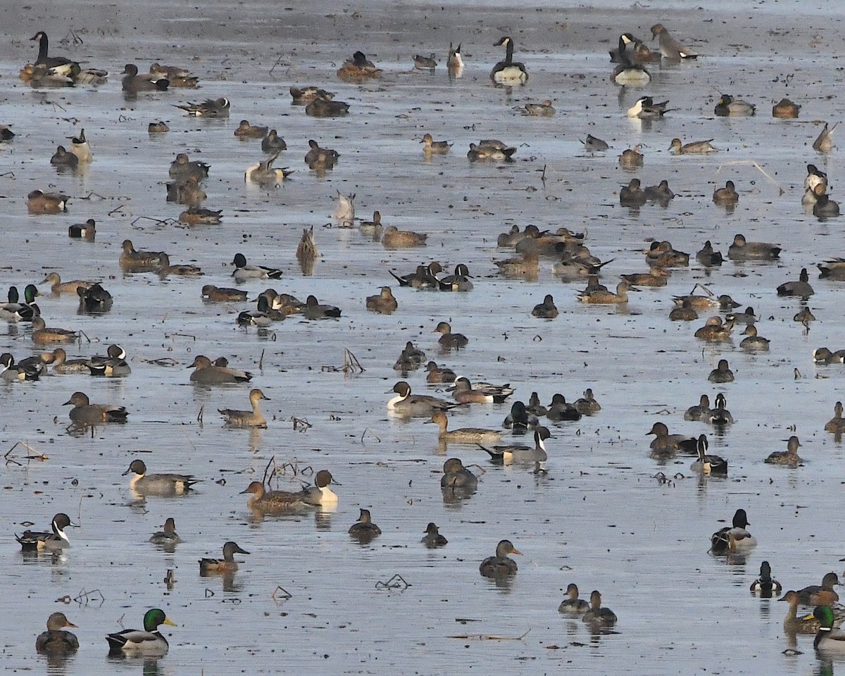 Northern Pintail - Ted Wolff