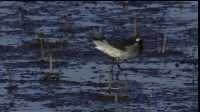 Wilson's Phalarope - ML404303