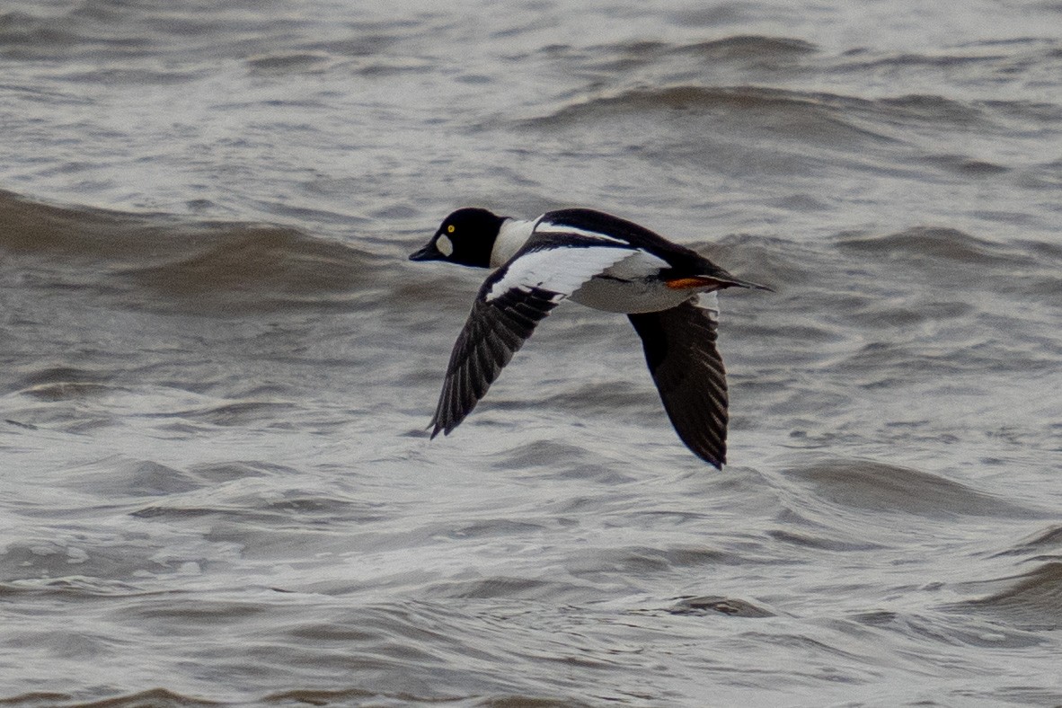 Common Goldeneye - ML404303291