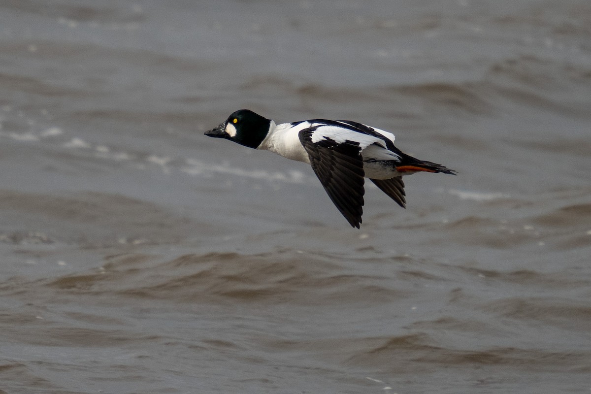 Common Goldeneye - ML404303301