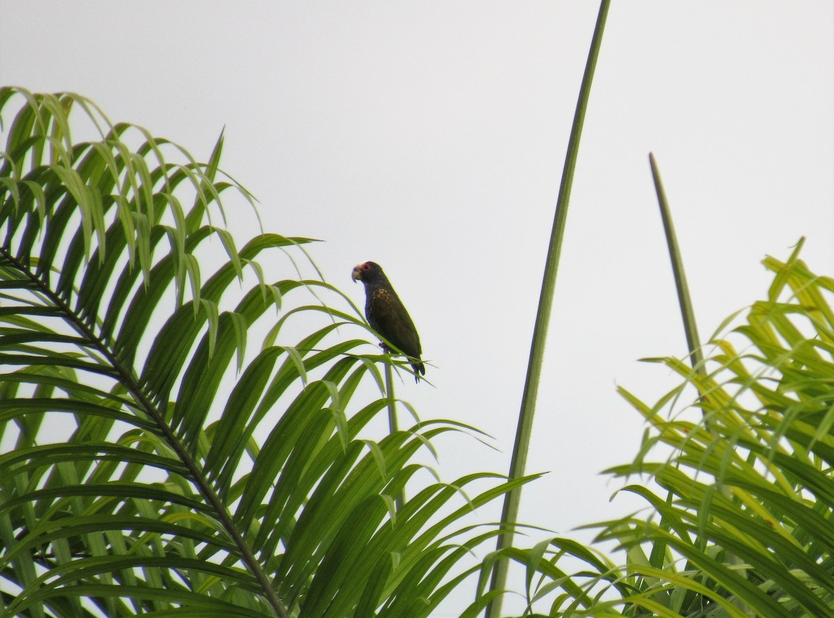 White-crowned Parrot - Matt Johnson