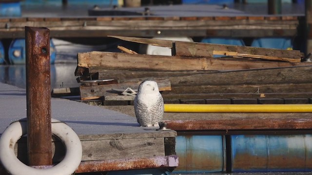 Snowy Owl - ML404303831