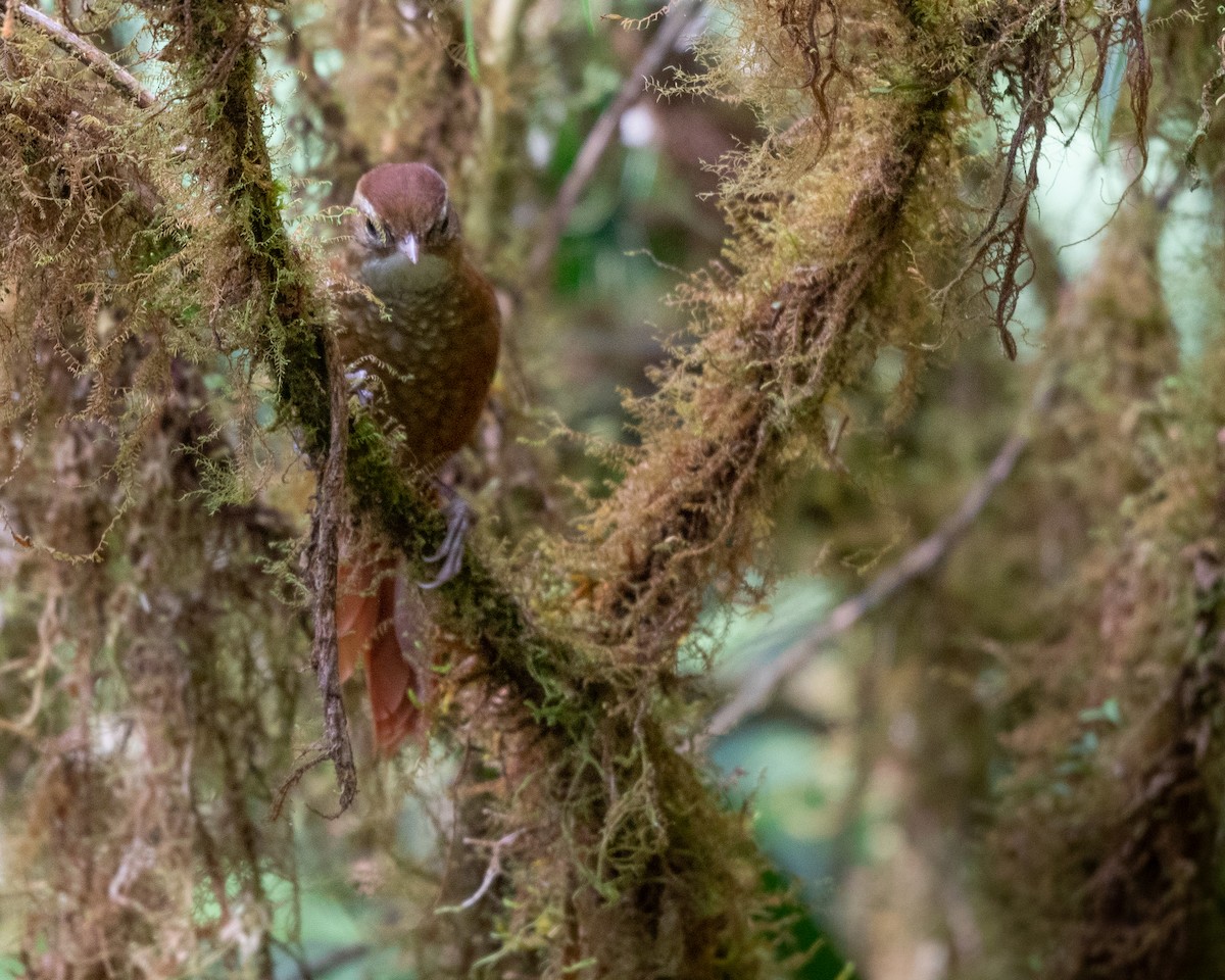 Ruddy Treerunner - ML404304391