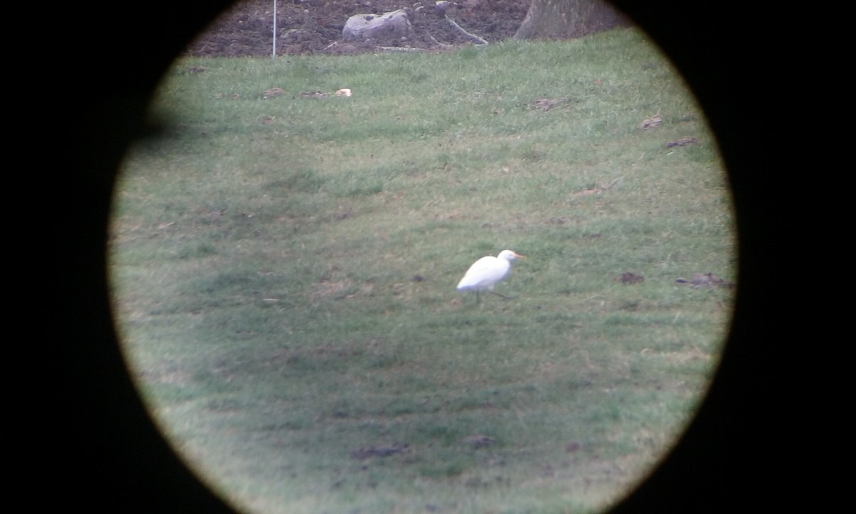 Western Cattle Egret - Sean Hatch