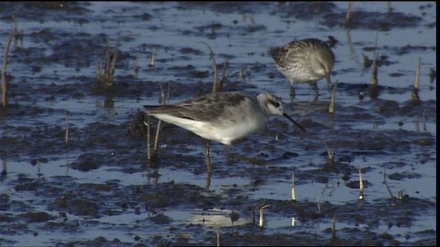 Wilson's Phalarope - ML404305