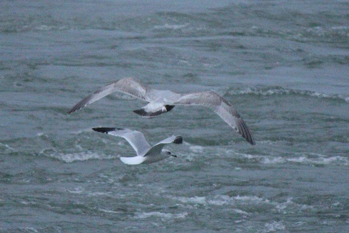 Iceland Gull (Thayer's) - ML40430511