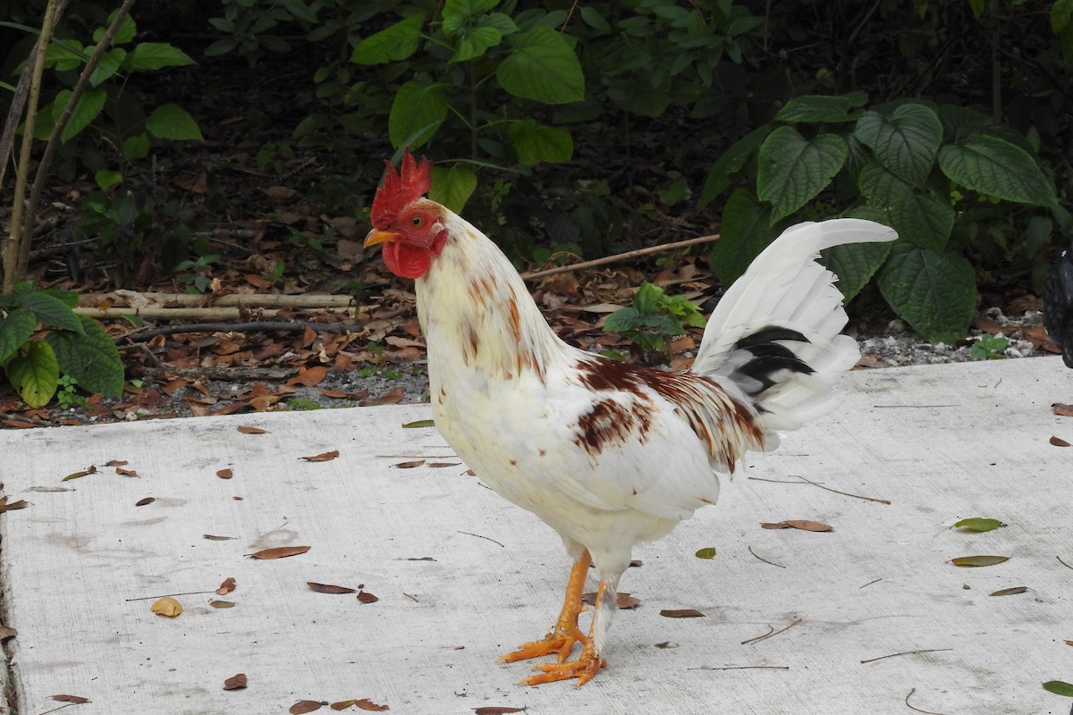 Red Junglefowl (Domestic type) - ML404306461