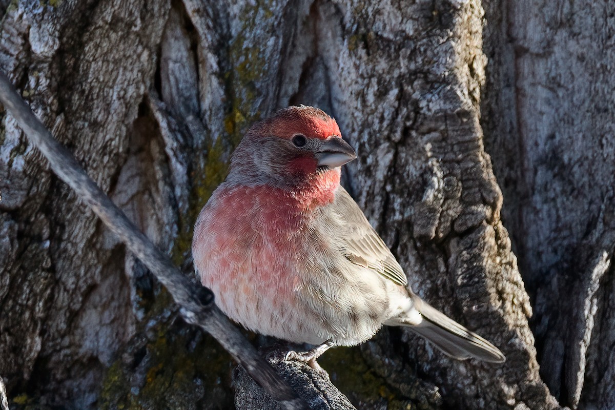 hýl rudoprsý - ML404307661