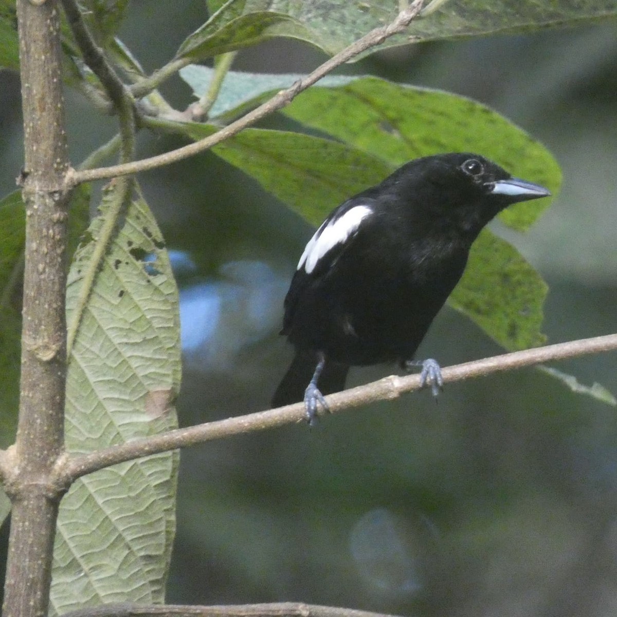 White-shouldered Tanager - ML404309251