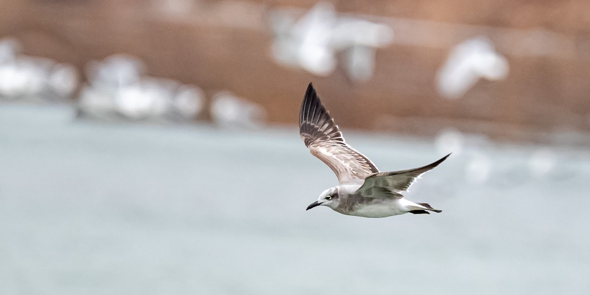 Gaviota Guanaguanare - ML404309791